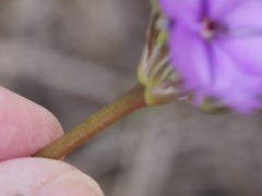 Thysanotus multiflorus