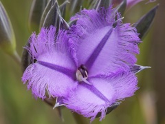 Thysanotus multiflorus