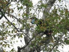 Rhyticeros undulatus