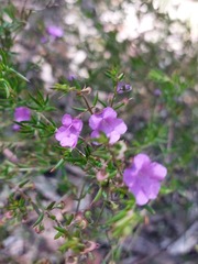 Prostanthera scutellarioides