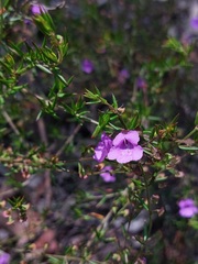 Prostanthera scutellarioides