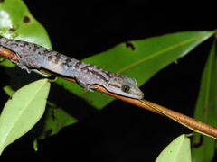 Cyrtodactylus marmoratus