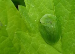 Cassida viridis