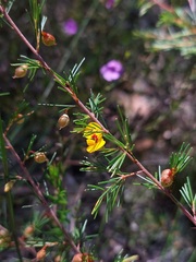 Dillwynia tenuifolia