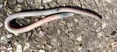 Rhinotyphlops lalandei