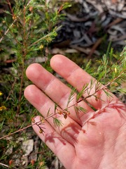 Dillwynia tenuifolia
