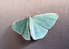 Chlorocoma melocrossa