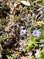 Papilio machaon aliaska