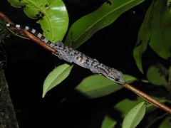 Cyrtodactylus marmoratus