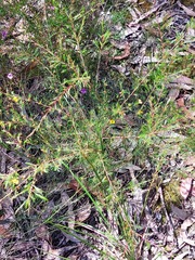 Dillwynia tenuifolia