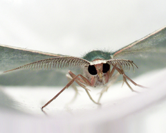 Chlorocoma melocrossa