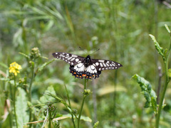 Papilio anactus