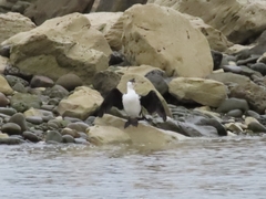 Phalacrocorax varius varius