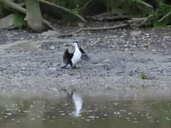 Phalacrocorax varius varius