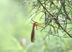 Harpobittacus