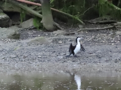 Phalacrocorax varius varius
