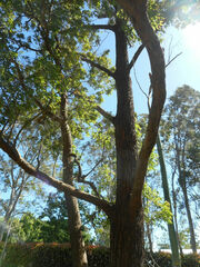Angophora floribunda