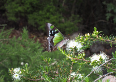 Graphium macleayanus