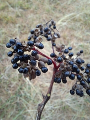 Zanthoxylum schinifolium