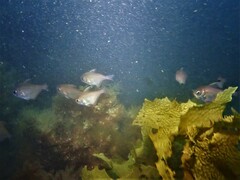 Pempheris klunzingeri