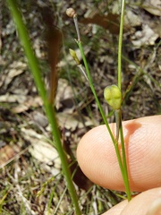 Comesperma sphaerocarpum