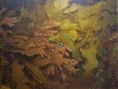 Heteroscarus acroptilus