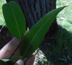 Angophora floribunda