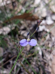 Comesperma sphaerocarpum