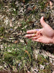 Comesperma sphaerocarpum