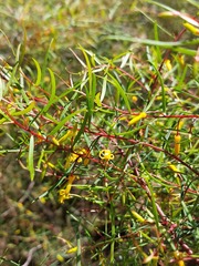 Persoonia nutans