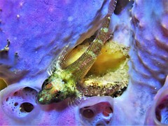 Helcogramma decurrens