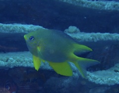 Amblyglyphidodon aureus