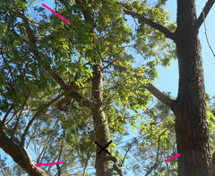 Angophora floribunda
