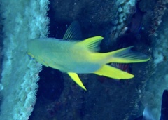 Amblyglyphidodon aureus