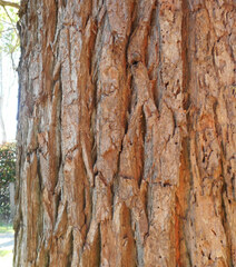 Angophora floribunda