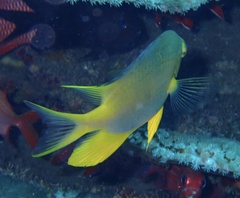 Amblyglyphidodon aureus