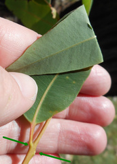 Angophora floribunda