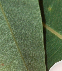 Angophora floribunda