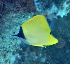 Forcipiger flavissimus