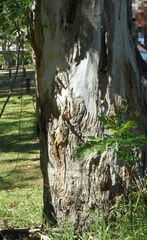 Eucalyptus amplifolia