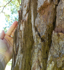 Angophora floribunda