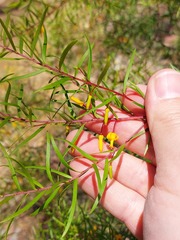 Persoonia nutans