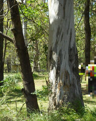 Eucalyptus amplifolia