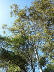 Eucalyptus amplifolia