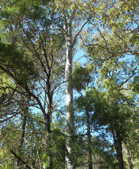 Eucalyptus amplifolia