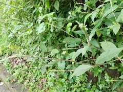 Achyranthes bidentata