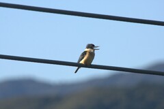 Todiramphus sanctus vagans