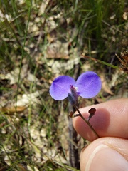 Comesperma sphaerocarpum