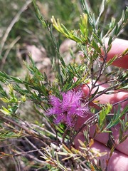 Melaleuca thymifolia