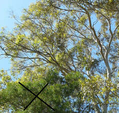 Eucalyptus amplifolia